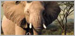 Wildlife Tycoon : Venture Africa